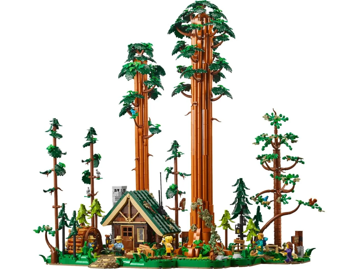 Sequoia Tree Trail